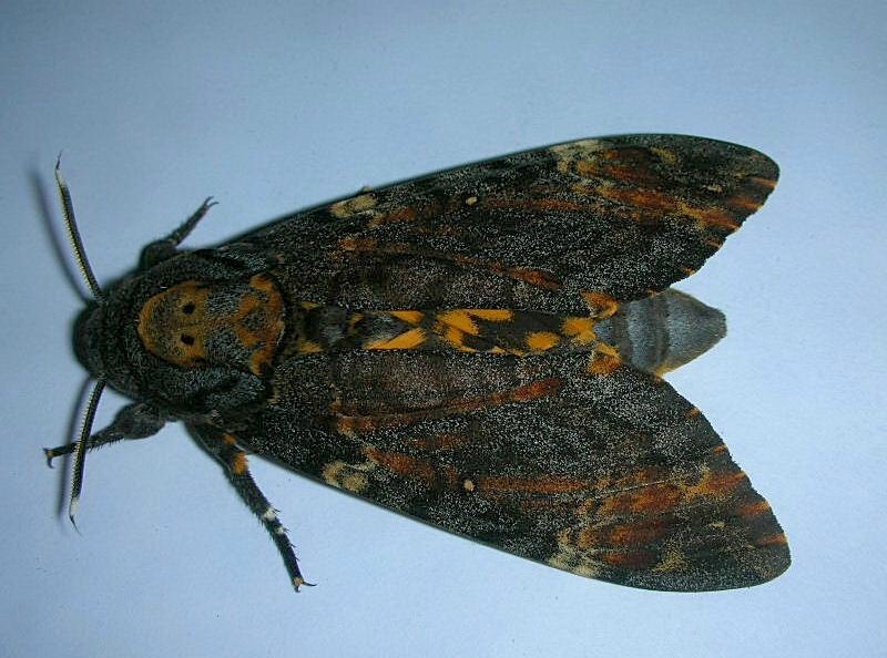 Acherontia atropos / Sfinge testa di morto